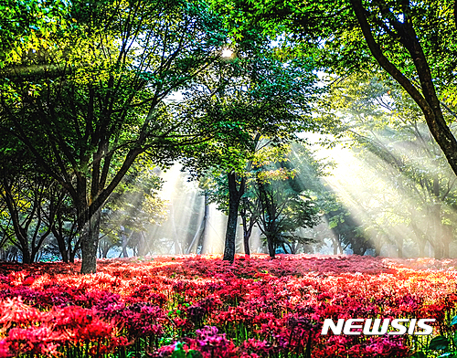 전남 영광 불갑산 상사화 물결. (사진=영광군 제공) photo@newsis.com