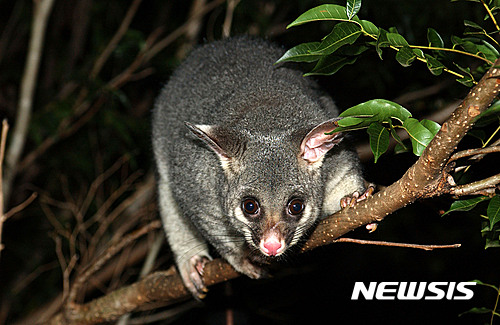 【서울=뉴시스】뉴질랜드 정부가 고유종을 위협하는 외래종을 대상으로 대규모 박멸 프로젝트를 추진해 2050년까지 쥐와 포섬(주머니쥐), 담비 등을 몰살할 계획이다. 사진은 뉴질랜드 포섬. (사진 출처 = 위키피디아) 2016.09.02
