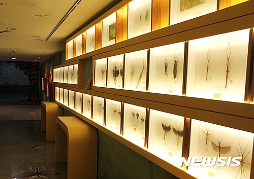  양평곤충박물관 '곤충의 의태 특별전'