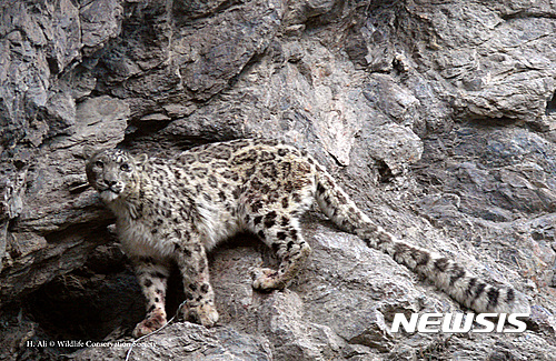 "내 X 냄새 어때?"…'고독한 사냥꾼' 눈표범의 절박한 구애 방법