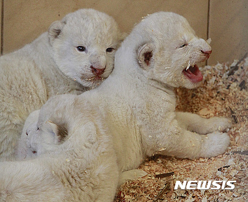 【보리슈=AP/뉴시스】22일(현지시간) 폴란드 중부에 위치한 보리슈 동물원에 태어난지 4일 된 새끼 사자들의 모습이 보이고 있다. 새끼들은 현재 어미 사자인 '아지라'의 보호를 받고 있다. 2016.09.23