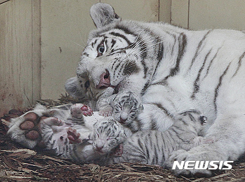 【보리슈=AP/뉴시스】22일(현지시간) 폴란드 중부에 위치한 보리슈 동물원에 갓 태어난 새끼 백호랑이들의 모습이 보이고 있다. 어미 호랑이인 '만지'가 새끼들을 돌보고 있다. 2016.09.23 