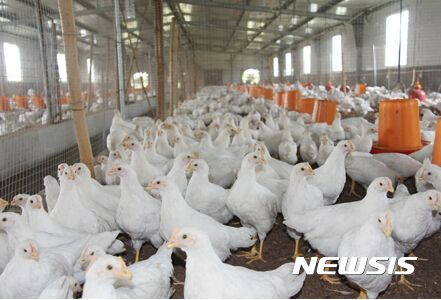 [서울=뉴시스] 사진은 중국 식용 닭고기. 2016.09.26. photo@newsis.com