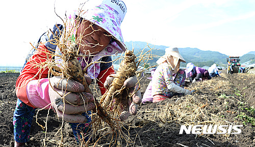 【서울=뉴시스】13일 경남 거창군 북상면 농산리의 인삼밭에서 6년근 인삼을 농민들이 수확하고 있다. 2016.10.13. (사진=거창군 제공)  photo@newsis.com