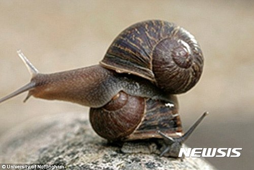 【서울=뉴시스】영국 노팅엄대학교 생명과학부 앵거스 데이비슨 교수가 자신이 키우는 달팽이 '제레미'의 짝을 찾고 있다. 제레미(위쪽 달팽이)는 다른 달팽이들과 달리 껍질의 나선 모양이 반시계방향으로 나 있다. 이로 인해 제레미는 생식기의 위치가 다른 달팽이들과 반대 방향에 위치해 교미에 어려움을 겪고 있다. (사진출처:데일리메일) 2016.10.22.