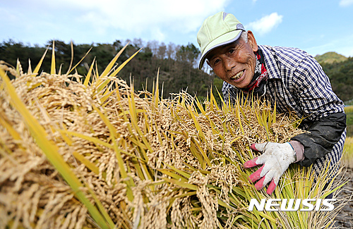 쌀 소비량 감소?...온라인 '택배 쌀' 구매는 늘었다