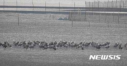 【순천=뉴시스】김석훈 기자 = 전남 순천만습지 (사진=순천시청 제공) kim@newsis.com