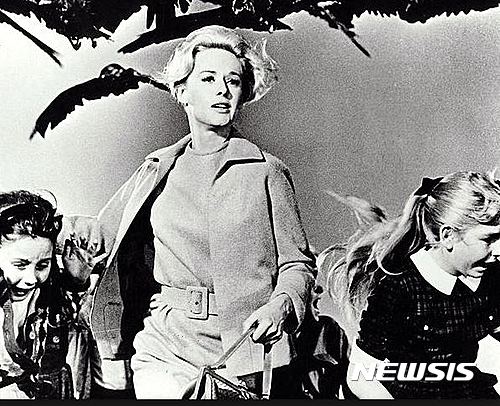 【서울=뉴시스】앨프리드 히치콕 감독의 '새' .여주인공 티피 헤드렌이 이달 중 출간할 자서전에서 히치콕 감독으로부터 성추행 당한 사실을 상세히 폭로해 화제가 되고 있다.<사진출처: 위키피디아> 2016.11.01 