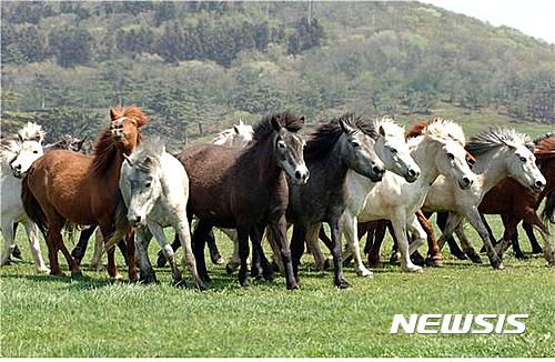 【제주=뉴시스】 제주시 5.16도로변 목마장에서 뛰놀고 있는 제주마.(뉴시스 DB)