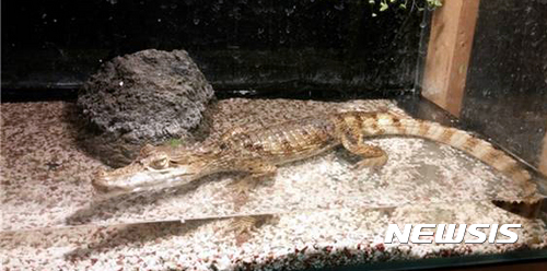 【부산=뉴시스】 하경민 기자 = '멸종위기에 처한 야생 동·식물종의 국제거래에 관한 협약'(CITES)에 따라 국제적으로 거래가 금지된 멸종위기 동물들을 국내로 밀수입한 뒤 아동용 이동식 동물체험학습에 이용하거나 간이 동물원 또는 개인적으로 사육한 사람들이 무더기로 경찰에 붙잡혔다.&nbsp; 부산경찰청 국제범죄수사대는 9일 멸종위기 야생동물 밀수업자 김모(38)씨 등 15명을 야생생물 보호 및 관리에 관한 법률 위반 혐의로 불구속 입건하고, 이들이 전시·보관 중이던 국제멸종위기종 1·2급 동물 15종 22마리를 압수했다고 밝혔다.&nbsp; 사진은 경찰이 압수한 카이만악어. 2016.11.09. (사진=부산경찰청 제공)&nbsp; yulnetphoto@newsis.com