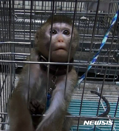 긴꼬리원숭이 자료사진. (뉴시스DB)