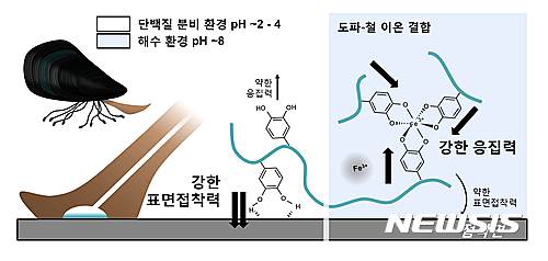 【포항=뉴시스】강진구 기자 = 포스텍(포항공과대학교)은 화학공학과 차형준 교수 연구팀이 철 이온 결합에 따라 표면 접착력이 변화되는 홍합 접착 메커니즘을 규명했다고 15일 밝혔다.사진은 연구 흐름도.2016.11.15.(사진=포스텍 제공) photo@newsis.com