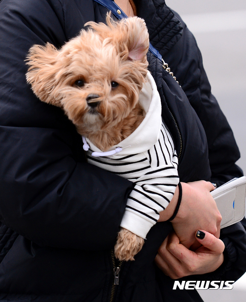 【서울=뉴시스】추상철 기자 = 서울 강남구 도심에서 두터운 옷을 입은 애완견이 주인의 품에 안겨 있다. 2016.11.22. scchoo@newsis.com