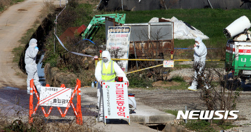【나주=뉴시스】신대희 기자 = 방역당국이 29일 오전 조류인플루엔자(AI) 양성 판정이 나온 전남 나주시 공산면 한 종오리 농장에서 예방적 살처분 작업을 준비하고 있다. 2016.11.29. sdhdream@newsis.com