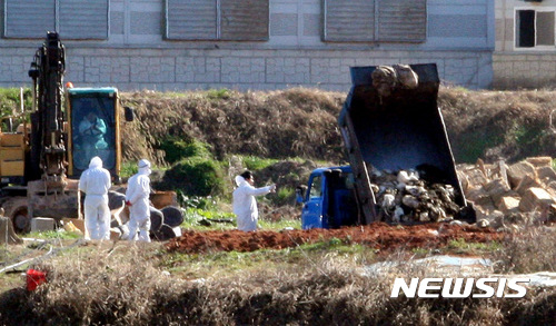 【나주=뉴시스】신대희 기자 = 방역당국이 29일 오후 조류인플루엔자(AI) 양성 판정이 나온 전남 나주시 공산면 한 종오리 농장에서 예방적 살처분 작업을 벌이고 있다. 2016.11.29. sdhdream@newsis.com