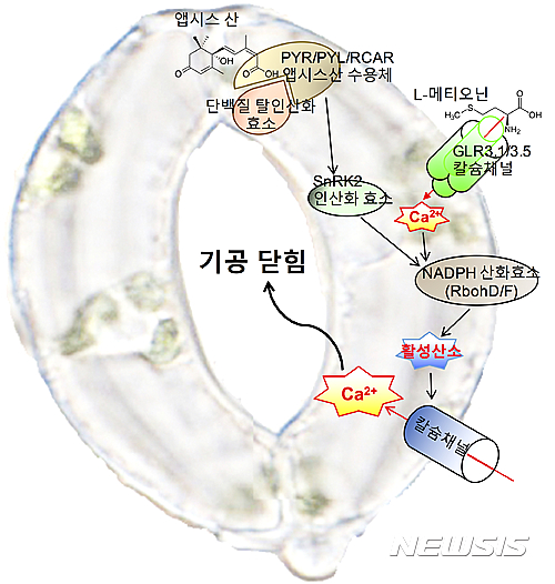 【대전=뉴시스】식물 기공의 개폐 매커니즘을 표현한 영상. 기초과학연구원(IBS) 식물 노화·수명 연구단(단장 남홍길) 곽준명 그룹리더(DGIST 뉴바이올로지 교수) 연구진은 식물의 공변세포에서 기공개폐를 조절하는 단백질(GLR3.1/GLR3.5)을 발견했다. (사진=IBS 제공)&nbsp;&nbsp; 