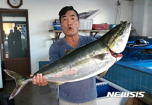 【제주=뉴시스】제주에서 잡히는 방어 photo@newsis.com