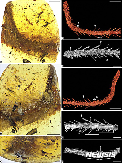 【서울=뉴시스】 9900만 년 전 멸종한 공룡의 꼬리가 보석 호박에서 발견됐다. 중국의 고생물학자 싱 리다는 지난 5일(현지시간) 발간된 과학잡지 '현대생물학(Current Biology)' 저널에 이를 근거로 원시 공룡이 비늘이 아니라 새처럼 깃털을 갖고 있었을 것이라고 주장했다. 논문에 따르면 6.5g의 호박에서는 공룡의 뼈와 깃털, 연조직과 부패한 혈액 등이 발견됐다. 싱과 연구팀은 꼬리에서 추출한 멜라노솜(깃털과 피부에 색을 부여하는 성분)을 분석해 새의 깃털과 비교한 결과 이 공룡이 갈색과 흰색 등이 섞인 깃털로 뒤덮여 있었다고 밝혀냈다. 호박에 화석이 된 공룡의 꼬리는 어린 코엘루로사우리아 종으로 추정된다. 벨로키랍토르나 티라노사우르스 등과 함께 육식공룡 군에 속하는 종이다. 캐나다 왕립 서스캐처원 박물관 소속 고생물학자이자 논문의 공동저자 라이언 매켈리는 "박제된 공룡 골격의 첫 번째 발견"이라고 말했다. <사진출처: 현대생물학 저널> 2016.11.09