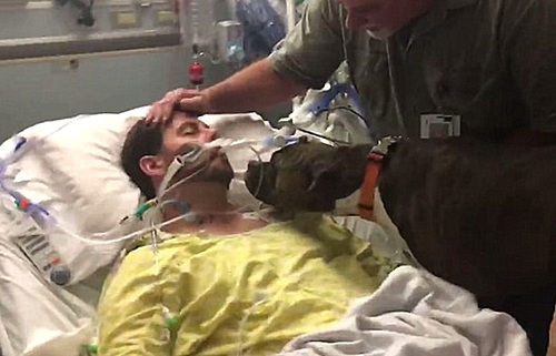 【서울=뉴시스】주인이 세상을 뜨기 직전에 반려견과 마지막 작별인사를 나눈 영상이 공개돼 보는 이의 가슴을 뭉클하게 하고 있다. 미국 캘리포니아에 거주하는 라이언 제슨(33)은 지난 달 뇌출혈로 혼수상태에 빠졌다. 그의 가족들은 제슨에게 마지막 인사를 하기 위해 지난 11월 30일 병실에 모였다. 사진은 제슨에게 특별했던 반려견 ‘몰리’가 작별 인사를 하는 모습. (사진 출처: 데일리메일) 2016.12.09.&nbsp; 