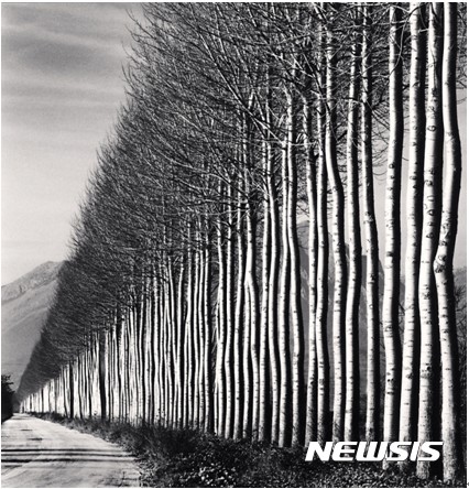 【서울=뉴시스】Poplar Trees, Fucino, Abruzzo, Italy. 2016 ⓒMichael Kenna, Courtesy of Gallery KONG