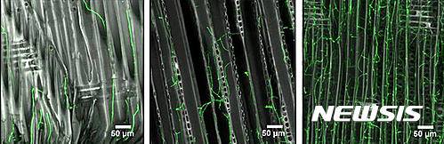 갈색부후균 목재분해과정(목질 사이 형광색이 균사임)