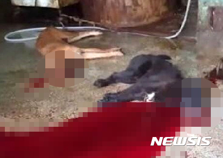 【울산=뉴시스】안정섭 기자 = 울산 남구는 잔인한 개 도살작업이 이뤄진 상개동 가축시장 일원에서 집중 단속활동을 전개하고 있다고 21일 밝혔다. 사진은 지난 8월 중순 적발된 한 도살장 내부 모습. 2016.12.21. (사진=부산동물학대방지연합 제공) photo@newsis.com