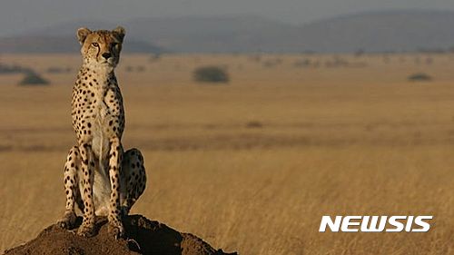【서울=뉴시스】영국 BBC방송은 27일(현지시간) '미국국립과학원회보(Proceedings of the National Academy of Sciences)' 최신호에 게재된 런던동물학회(the Zoological Society of London) 보고서를 인용해 치타의 개체수가 지난 10여 년 사이 주요 서식지인 아프리카에서 급격히 줄어들고 있는 것으로 나타났다고 보도했다. 이 보고서는 세계자연보전연맹(IUCN) 측에 치타를 ‘취약종(vulnerable)’에서 ‘멸종위기종(endangered)’으로 재분류함으로써 집중관리할 것을 촉구했다. <출처: BBC방송> 2016.12.27.