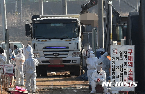 【화성=뉴시스】이정선 기자 = 고병원성 조류인플루엔자(AI)로 인해 살처분 및 도살된 가금류가 3천만마리가 넘은 가운데 3일 오후 경기 화성의 한 양계농장에서 관계자들이 도살된 닭을 트럭에 옮기고 있다. 2017.01.03. ppljs@newsis.com
