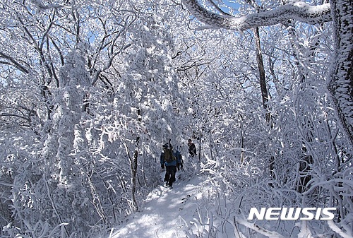 【단양=뉴시스】강신욱 기자 = 충북 단양 소백산에 겨울산행을 즐기는 등산객의 발길이 이어지고 있다. 소백산의 겨울은 상고대가 운치를 더 한다. 2017.01.05. (사진=단양군 제공) photo@newsis.com