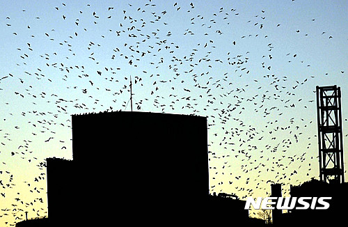 【수원=뉴시스】이정선 기자 = 지난 12월 초부터 경기 수원 인계동과 우만동 일대에서 출몰하는 떼까마귀로 인해 각종 민원이 제기되고 있는 가운데 12일 오후 경기 수원 못골시장 인근 상공에 떼까마귀가 무리지어 날아다니고 있다.&nbsp; 수원시는 시베리아에서 날아온 떼까마귀는 수원 등 수도권에 며칠만 머물다 울산 등지로 내려가는데 이례적으로 한 달째 날아가지 않고 있어 오는 3월께 다시 북상할 것으로 보고 있다. 2017.01.12.&nbsp; ppljs@newsis.com