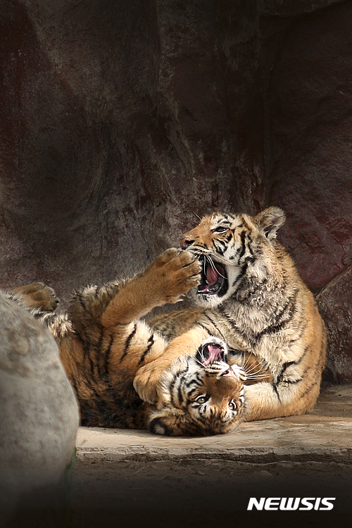 【전주=뉴시스】윤난슬 기자 = 뱅갈호랑이.(자료사진)