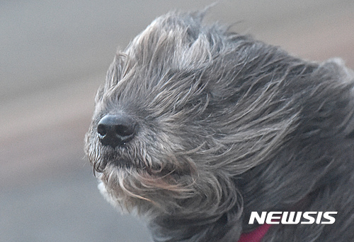 【서울=뉴시스】원추의 ‘오늘의 운세’ 2017년 1월23일 월요일 (음력 12월26일 경술)&nbsp; ▶쥐띠= 상오에는 모든 일이 될 듯 안 되니 속상하겠지만 ㄱ, ㅂ. ㅅ성씨는 봄날의 햇살처럼 느긋하고 꾸준한 자세로 임하면 오늘 좋은 결과 얻을 듯. 미혼 남녀라면 꽃 소식이 들리는 날. 4, 5, 6월생 빨간 옷이 길하다. 교섭은 남쪽에서 하라.&nbsp; ▶소띠= 큰돈이 들어오자마자 지출이 느는 격이라 5, 7, 10, 11월생 ㅅ, ㅈ, ㅊ성씨 금전관리를 잘하라. 오늘 마련한 목돈으로 재산이 증식된다. 방송, 언론, 무역, 서비스 업종 종사자는 공격적인 태도는 화를 부르니 매사 방어해야 편한 하루임을 알 것.&nbsp; ▶범띠= 사정에 따라 불행이 생기는 것은 어쩔 수 없으니 5, 8, 9월생은 좌절하지 마라. 동업은 그만두고 새 길을 찾는 마음의 준비를 하는 것이 중요하다. ㅁ, ㅇ, ㅎ성씨는 금전적 타격이 예상보다 크겠으나 자립하면 곧 회복되는 격. 조금만 더 인내할 것.&nbsp; ▶토끼띠= 아는 것을 안다고 하는 것이 양심적이나 7, 8, 9월생은 북쪽에서 온 ㅁ, ㅂ, ㅍ성씨의 질문에 노코멘로 대응함이 자신을 지키는 길이다. ㄱ, ㅈ, ㅊ성씨 쓸데없이 남의 일에 끼어들면 구설이 오겠으니 오늘은 초연한 자세를 유지할 것. 노란색은 피하라.&nbsp; ▶용띠= 가족 간 애타는 일이 많은 날이지만 ㄱ, ㅂ, ㅈ성씨는 성급하게만 굴지 말고 화합을 유지하도록 노력하라. 2, 5, 8월생은 직장에서나 가정에서나 의사소통을 원활히 해야 오해가 없겠으니 상대방의 의견을 존중한다는 자세를 유지함이 좋겠다.&nbsp; ▶뱀띠= 분위기에 약해지는 시기이므로 이성운이 따른다. 남자는 패기만만한 자신감이 일에도 반영되어 성과가 좋으나 ㄱ, ㅅ, ㅈ성씨는 여자문제로 구설에 오를 수 있으니 조심할 것. 1, 7, 11월생 가전, 귀금속, 금융 계통 종사자는 실적 올리는 날.&nbsp; ▶말띠= 부모와 자녀로 신경 쓸 일이 있으니 1, 4, 9월생 미리 대처할 수 있는 방안을 생각하되 강제성을 부여하지 말고 순리대로 행하라. ㅇ, ㅊ, ㅎ성씨 착실하게 대응하면 복잡한 일도 일소할 수 있다. 그러나 그대로 방치해두면 후회의 원인이 됨을 알 것.&nbsp; ▶양띠= ㄱ, ㅂ, ㅈ성씨는 소, 토끼, 개띠가 정신적 지주가 되어 주겠다. 10, 11, 12월생 고민을 스스로 해결하기는 힘든 시기니 주변의 도움을 받을 것. 대화하면서 서로 간 마음이 통하는 날. 바르고 솔직한 대응이 지름길. 검은색이 길.&nbsp; ▶원숭이띠= 별거수가 따르니 5, 9, 11월생 자신의 감정 잘 다스리고 인내심으로 대처하라. 이상을 좇으려하기 전에 지금은 자신을 지키는 것이 더 중요한 때임. ㅇ, ㅈ, ㅍ성씨 가정의 평화를 우선으로 하고 이상실현은 좀 더 미뤄둠이 좋겠다. 남쪽 길.&nbsp; ▶닭띠= 애정에 불만 섞인 목소리가 커지면 결국 싸움밖엔 일어나지 않으니 ㅂ, ㅈ, ㅍ성씨는 한 발 뒤로 물러서서 상대를 이해하도록 노력해 볼 것. 1, 3, 8월생은 순간의 욱하는 성질이 주변사람을 불안하게 하니 자기수양에 힘써 자제하도록 노력하라.&nbsp; ▶개띠= 무거운 짐 지고 올라가는 것처럼 애정도 사업도 하나하나가 고달프기만 하다. 3, 4, 10월생 혼자서 애타는 심정 하늘이나 알까 그 누가 알아주랴. ㄱ, ㄴ, ㅈ성씨 애써 도움주고 성급한 행동을 보인다면 상대에서 오해 받을 수. 빨간색으로 힘을 내라.&nbsp; ▶돼지띠= 1, 7, 11월생 매매건이 늦어져 금전 지출 늘어날 듯. ㄱ, ㅇ, ㅎ성씨 겉으로는 강해보이지만 속마음이 여린 탓에 손해를 보고도 말 못하고 당하기만 하는구나. 가전, 자동차, 귀금속, 컴퓨터 계통 종사자 길한 날. 북, 동쪽의 유혹을 조심할 것.&nbsp; 구삼원 원장 02-959-8493, 010-5584-9393&nbsp;&nbsp; 