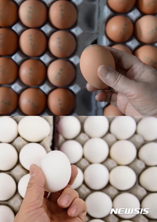 미국도 오염 계란파동… 살모넬라균 오염란 2억개 리콜