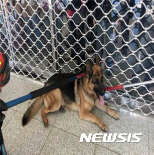 【부산=뉴시스】하경민 기자 = 24일 부산 기장군 기장역에 몸길이 1.2m 크기의 새퍼드 한 마리가 나타나 시민 2명을 공격하는 사고가 났다.  사진은 119구조대와 경찰에 포획된 새퍼드. 2017.01.24. (사진=부산경찰청 제공)  yulnetphoto@newsis.com