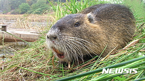 일명 '괴물 쥐'로 불리는 뉴트리아.