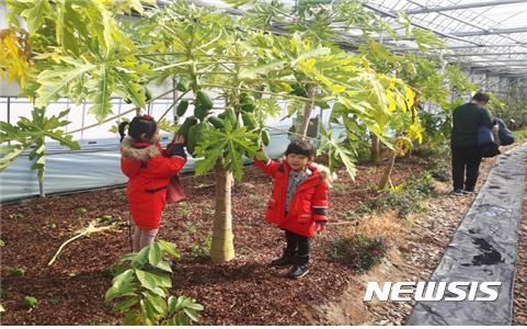 【영주=뉴시스】김진호 기자 = 경북 영주시 농업기술센터 미래농업관에는 한겨울에도 열대과일인 파파야가 주렁주렁 달려있다. 경북도가 첨단농업을 이끌어갈 농민사관학교 교육생을 모집한다. 2018.01.07 (사진= 영주시 제공) photo@newsis.com 