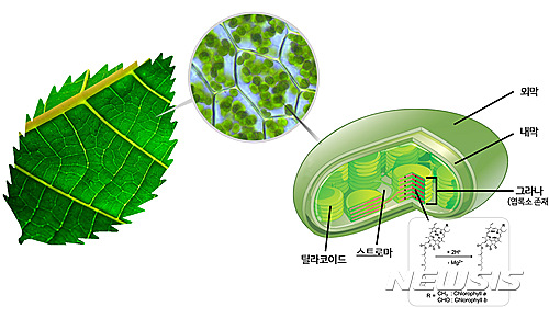 【대구=뉴시스】정창오 기자 = DGIST(대구경북과학기술원)는 8일 뉴바이올로지전공 남홍길 Fellow(펠로우·IBS 식물노화․수명연구단장) 연구팀이 미국 스탠포드대학 리처드 제어(Richard N. Zare) 교수 연구팀과 공동으로 마이크로 크기의 물방울에서 효소의 도움 없이 자연적으로 엽록소의 탈금속반응이 천 배나 가속되는 현상을 발견했다. 사진은 엽록소 탈금속반응 모식도이다. 2017.02.08.(사진=DGIST 제공)&nbsp; photo@newsis.com