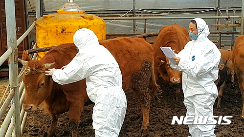 【완주=뉴시스】정경재 기자 = 최근 전국 축산농가에서 구제역이 발병해 방역당국에 비상이 걸린 가운데 9일 전북 완주군이 관내 소 사육농가를 대상으로 구제역 일제접종을 실시하고 있다. 2017.02.09. (사진= 완주군 제공)&nbsp; photo@newsis.com