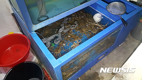【부산=뉴시스】하경민 기자 = 해양수산부 동해어업관리단은 포획이 금지된 암컷 대게를 보관·판매한 대구시의 한 음식점을 적발, 업주 A(55)씨를 수산자원관리법 위반 혐의로 불구속 입건했다고 10일 밝혔다. 2017.02.10. (사진=동해어업관리단 제공)&nbsp; yulnetphoto@newsis.com