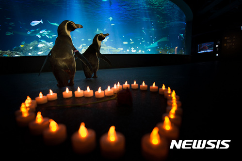 【서울=뉴시스】12일 오전 서울 여의도 한화 아쿠아플라넷63 수족관에서 홈볼트 펭귄 커플이 발렌타인데이를 앞두고 촛불 하트 앞에서 즐거운 시간을 보내고 있다. 2017.02.012.(사진=한화 아쿠아플라넷63 제공) photo@newsis.com