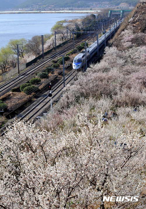 [양산=뉴시스] 원동매화. (사진=뉴시스 DB). photo@newsis.com