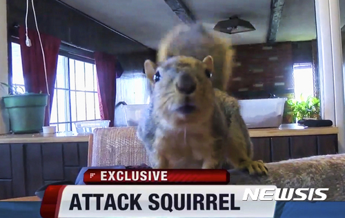 【머리디언=AP/뉴시스】애완다람쥐 조이가 지난 12일(현지시간) 아이다호주(州) 머리디언에 있는 한 가정집에서 사는 모습. 현지 경찰은 지난 16일 조이가 당시 이 집에 총 보관함을 털려고 침입한 10대 강도를 공격해 내쫓았다고 밝혔다. 2017.02.17 