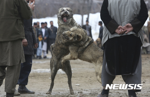 [카불=AP/뉴시스] 17일 아프가니스탄 수도에서 남자들이 1주일에 한 번씩 열리는 투견 대회에서 개 싸움을 보고 있다. 아프간 겨울 오락으로 주휴인 금요일마다 공개적으로 진행된다. 다행히 개들은 죽을 때까지 싸우지 않고 도망가거나 하면 끝난다. (사진=뉴시스DB) 