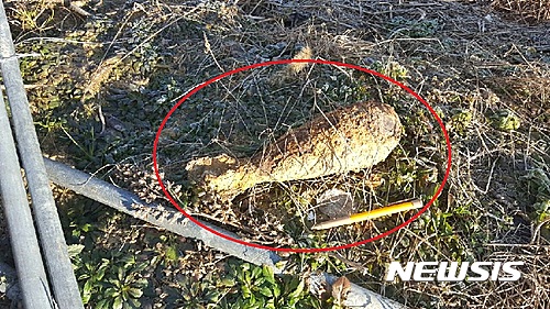 【고창=뉴시스】정경재 기자 = 21일 오전 9시께 전북 고창군 해리면 한 복분자 밭에서 81mm 박격포탄이 발견돼 경찰과 군 관계자들이 현장을 통제하고 있다. 사진은 밭에서 발견된 박격포탄의 모습. 2017.02.21. (사진= 전북지방경찰청 제공)&nbsp; photo@newsis.com