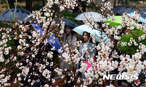 【부산=뉴시스】 하경민 기자 = 봄을 재촉하는 비가 내린 22일 오후 부산 남구 부경대 대연캠퍼스 한어울터에서 학생들이 우산을 쓴 채 활짝 핀 매화 나무 아래를 지나고 있다. 2017.02.22.  yulnetphoto@newsis.com