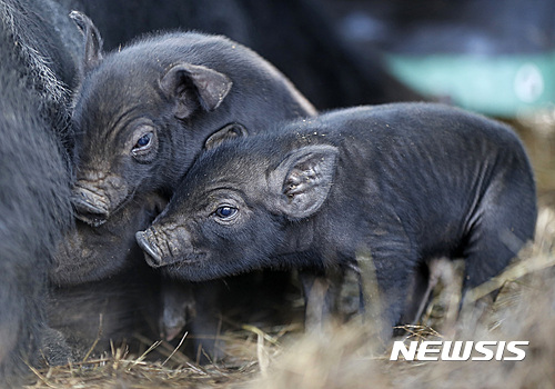 【서울=뉴시스】원추의 ‘오늘의 운세’ 2017년 3월1일 수요일 (음력 2월4일 정해) ▶쥐띠= 가정에 경사가 있을 운이다. 어렵게 진행되었던 일들이 쉽게 풀릴 듯하니 서두름 없이 추진하면 가정에 웃음이 깃든다. ㄱ, ㅊ, ㅎ성씨 임신에 지나친 신경 쓰지 말고 웃어른을 공경하라. 구설수 있다. 2, 5, 7월생 서, 북쪽에서 귀인이 나타날 수. ▶소띠= 근면 성실한 태도로 주위사람들의 호평을 받겠다. 현재는 별 소득이 없을지라도 꾸준한 노력 끝에 번창할 운. 1, 3, 5월생은 검정색을 좋아하지 마라. 하던 일도 중단하게 하며 구설이 생기게 되는 색이다. ㄱ, ㅂ, ㅎ성씨 이동은 해도 변동은 불길. ▶범띠= ㄱ, ㄹ, ㅎ성씨 고부간의 갈등이나 부녀간의 문제는 슬기로운 지혜로 조용히 해결함이 좋겠다. 미래에 자기 모습이라고 한 번쯤은 생각해 보는 것도 현명한 방법이다. 2, 5, 9월생 자존심만 내세우다 공든 탑 무너질 듯. 주위사람들 말 귀담아 들을 것. ▶토끼띠= 고집대로 일 처리하지 말고 동료간 함께 의논해서 계획을 세우는 것이 좋다. 3, 5, 9, 11월생 직장에만 신경 쓰는 충성도 좋지만 가정에 신경을 써야 할 때. 들토끼 잡으려다 집토끼마저 놓칠 염려 있겠다. ㄱ, ㅂ, ㅈ성씨 금전 주의. ▶용띠= 멀리 떠나지 않으면 식구가 느는 격이다. 긁어 부스럼은 만들지 말고 사랑하는 자의 힘을 받을 것. 1, 5, 7월생 타인에 의해서 자리 변동이 생길 듯. ㄱ, ㅂ, ㅇ성씨 애정과 자녀 문제로 근심 생길 수. 많은 대화가 특히 필요할 때. 북쪽이 길향. ▶뱀띠= 감당하기 어려운 일이 닥친다 해도 자신의 힘으로 대처해야 할 때다. 결단을 내리고 계획을 새롭게 해야겠다. 3, 7, 9월생은 금전관리에 허점이 드러나니 구설을 조심해야 될 듯. 사랑은 언제나 기회가 오는게 아닌만큼 꼭 잡아야 한다. ▶말띠= 생각한 것이 뜻대로 되었다고 해서 자기가 최고라는 자만심은 절대 금물이다. ㄱ, ㅅ, ㅎ성씨 자기관리를 잘 해야 만이 오래도록 인기를 누릴 수 있다. 동업자는 자기 맘대로 할 수 있으나 역이용하여 상대를 울리지 마라. 3, 9, 11월생 길조. ▶양띠= ㄴ, ㅇ, ㅍ성씨 갈 길은 멀고 마음은 급하나 뜻대로 되지를 않아 진퇴양난에 놓인다. 헛된 요행보다는 실력배양에 힘써라. 1, 3, 6월생 붉은 계통의 옷을 입고 동쪽사람 기다리면 좋은 소식 있겠다. 받으려고만 말고 갚는 자세를 키워라. ▶원숭이띠= 혼사 시기를 놓쳤다고 상대에게 맹목적으로 접근하면 백번 실패다. 손해를 보아도 좋다는 진실한 마음이 전달될 때 이루어질 것이다. 7, 9, 12월생 생각으로는 금방 될 것 같으나 늦어질 듯. 인내하라. 꼭 성사되어 환한 미소 짓겠다. 흰색이 길. ▶닭띠= 2, 5, 8, 12월생 혼자서 고민하지 말고 친구들 조언을 수렴해서 처리하라. 구설을 조심하고 겸손한 자세로 근신함이 좋겠다. 한 마음으로 두 사람 섬기려니 눈치 싸움에 시달리어 피곤하구나. ㅂ, ㅇ, ㅈ성씨 욕심만으로 모든 것 해결되지 않는다. ▶개띠= 계획을 치밀하게 설정해 놓고 시작하는 것이 현명한 방법이다. 2, 7, 9월생 포부만 가지고는 대업을 이룰 수 없다. ㅂ, ㅇ, ㅈ성씨 동업을 한다면 상대방이 쥐, 범, 말띠일 경우 처음은 좋으나 끝에 가서 이익만 노린다. 심사숙고해야만 될 때. ▶돼지띠= 우연한 만남으로 인연이 되나 당신은 오히려 손해를 보게 된다. ㄴ, ㅂ, ㅊ성씨 속마음까지 모두 주는 건 금물. 동업을 삼가고 동, 남쪽 사람을 경계하라. 별거하고 있는 부부 새로 만나는 기쁨 있을 듯. 5, 9, 10월생 매매는 조금 기다려라. 구삼원 원장 02-959-8493, 010-5584-9393