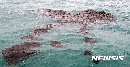 【부산=뉴시스】하경민 기자 = 국립수산과학원은 지난 2월 말 동중국해 북부해역 해양조사에서 다수의 괭생이모자반 출현을 확인했다고 2일 밝혔다.&nbsp; 사진은 이번 조사에서 발견된 괭생이모자반의 모습. 2017.03.02. (사진=수산과학원 제공)&nbsp; yulnetphoto@newsis.com