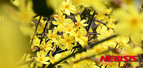 【대구=뉴시스】배소영 기자 = 길가에 노란 개나리가 활짝 펴 행인의 눈길을 사로잡고 있다. <이 사진은 2016년 3월 22일자 사진 자료임.>&nbsp; photo@newsis.com