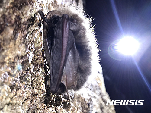 【인제=뉴시스】한윤식 기자 = 강원 인제지역 한 동굴에서 멸종위기야생생물 Ⅱ급인 토끼박쥐가 발견됐다.2017.03.07.(사진=인제군청 제공)&nbsp;&nbsp; ysh@newsis.com 