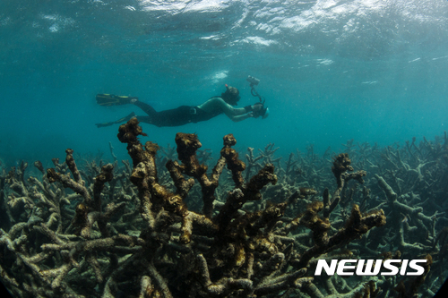 【 오션에이전시/XL케이틀린 시뷰 서베·AP/뉴시스】호주 리자드섬 바닷 속의 산호초들이 모두 폐사해버린 모습. 2016년 5월에 찍은 사진으로, 호주의 대산호초 등 세계 산호초들이 유례없는 속도로 죽어가고 있다. .03.13&nbsp; 